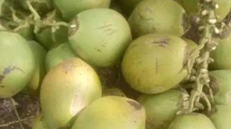 Ini Harga Kelapa Muda di Jual Petani