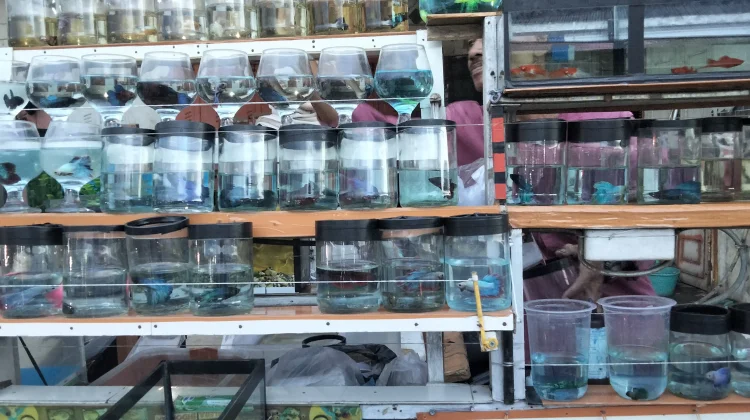 Ramadhan Ramai Takjil, Cupang Tetap Diburu