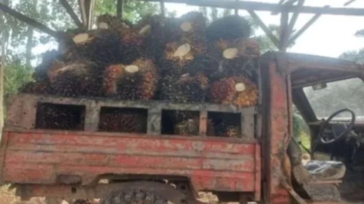 Distanbun Aceh Umumkan Harga TBS Sawit