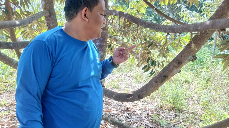 Durian Aceh Utara Mulai Berbunga
