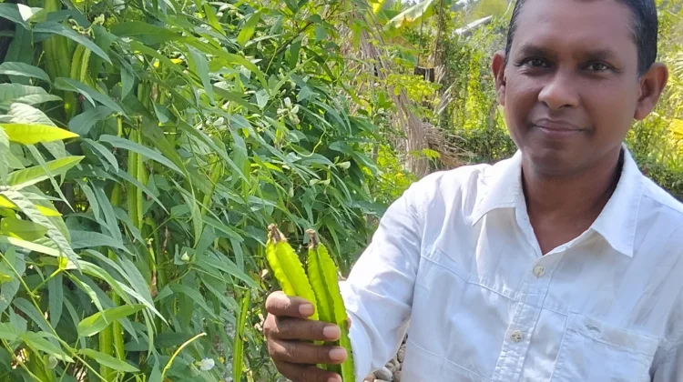 Sayur Kecipir Digemari untuk Lalapan dan Tumisan
