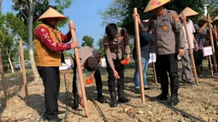 Asisten I Setdakab Aceh Utara Hadiri Kegiatan Tanam Jagung Serentak Kuartal I
