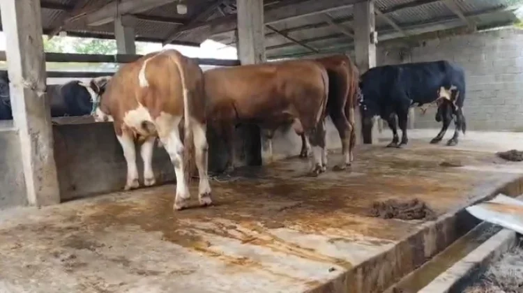jelang Meugang, DKPPP Lhokseumawe Gencarkan Pengawasan Hewan Ternak