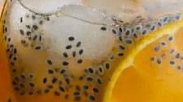 Resep es Jeruk Sunkist Segar