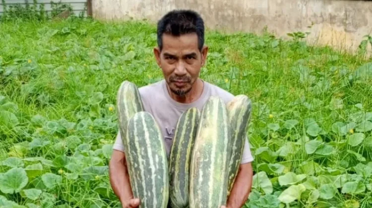 Timun Suri, Buah yang Identik Hadir saat Ramadan