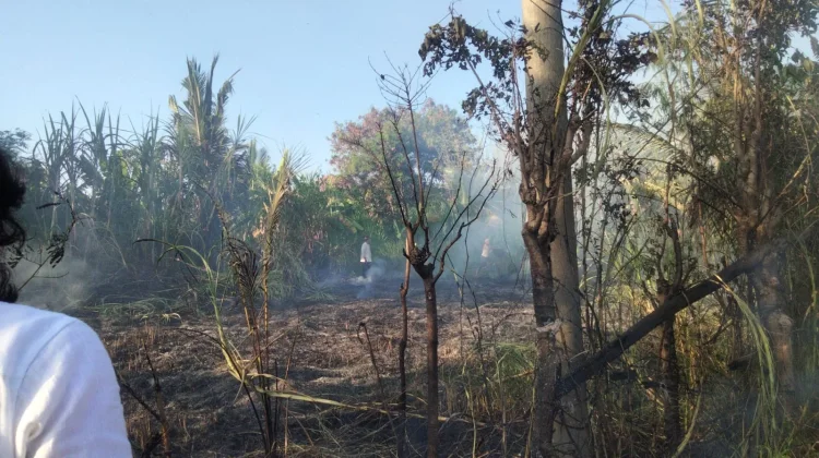 Lahan Tebu Terbakar Diduga akibat Petasan Warga