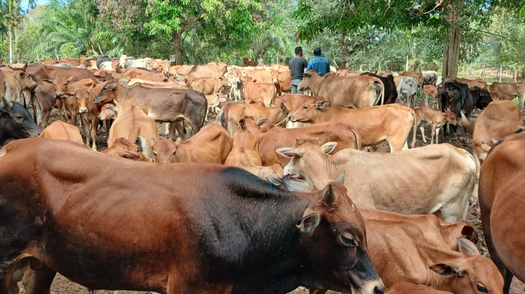 Peternakan Lembu Menjanjikan, Permintaan Tinggi saat Hari Besar Islam di Aceh
