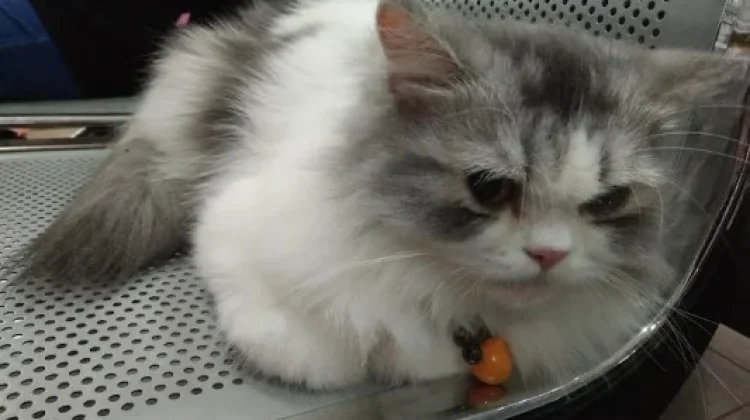 Bulu Kucing Rontok Padahal di Rawat, Ini Penjelasannya