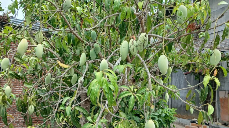 Musim Panen Mangga, Harga Capai 20 Ribu per Kilogram