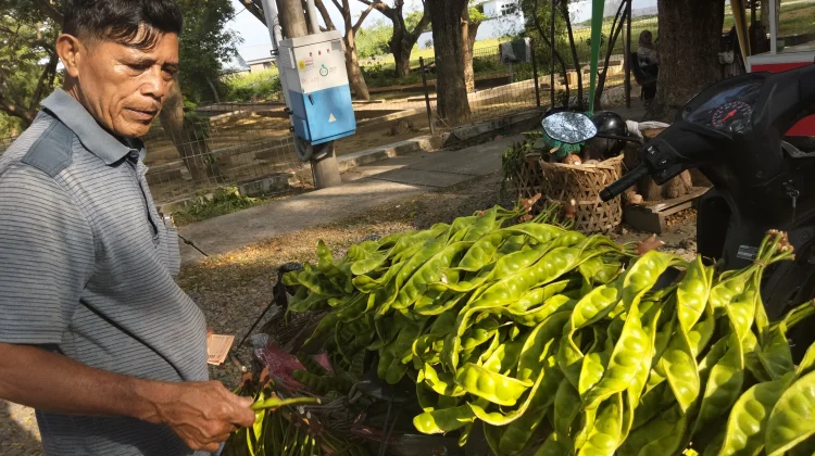 Harga Pete Masih Tinggi, Pedagang Sebut Belum Musim Panen