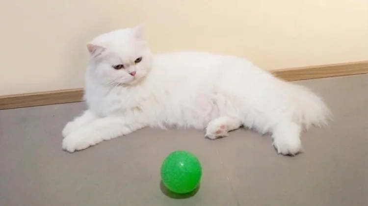Bulu Kucing Rontok Berlebihan? Kenali Penyebab dan Cara Mengatasinya