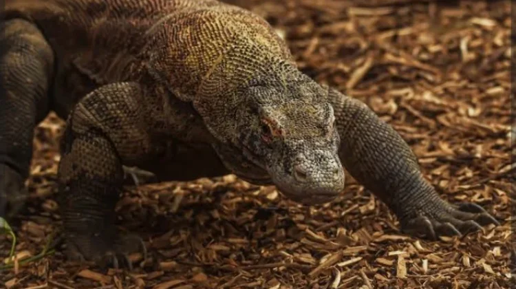 RI Pinjamkan 2 Komodo ke Jepang, Ditukar Panda Merah dan Jerapah