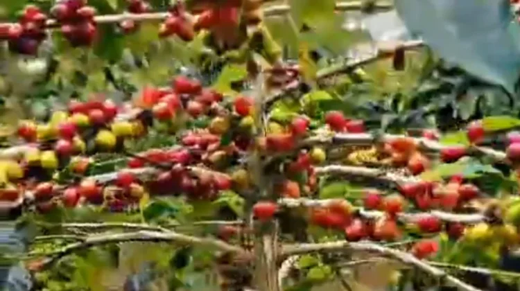 Petani Kopi di Kabupaten Bener Meriah Mulai Memasuki Masa Panen