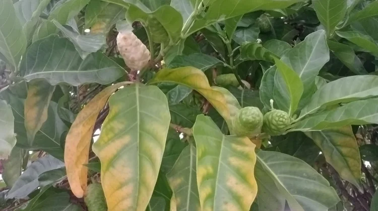 Rahasia di Balik Buah Mengkudu: Khasiat Luar Biasa untuk Kesehatan Tubuh