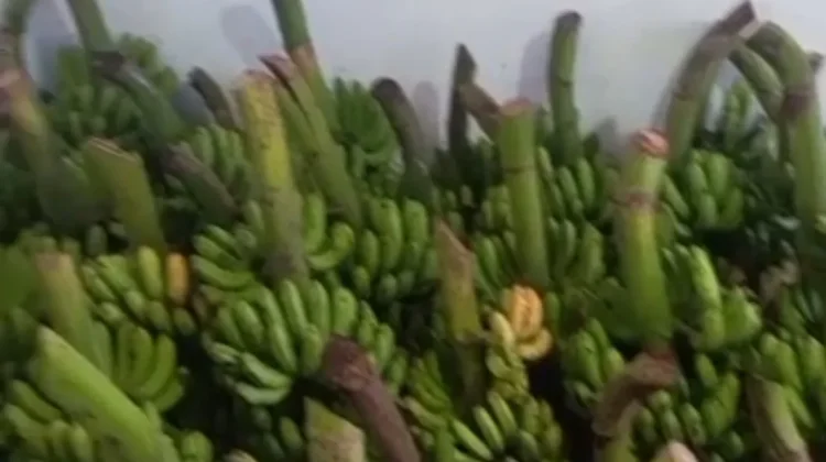 Harga Pisang Barangan Stabil, Petani di Lhokseumawe Raup Keuntungan