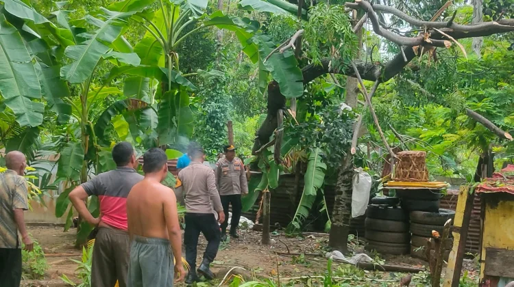 Pohon Tumbang Timpa Rumah Warga di Blang Panyang