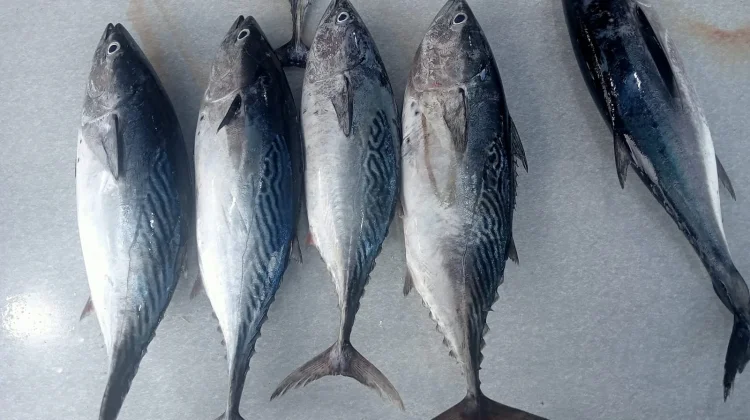 Kaya Nutrisi dan Omega-3, Ikan Tuna Jadi Pilihan Tepat untuk Menjaga Kesehatan Tubuh