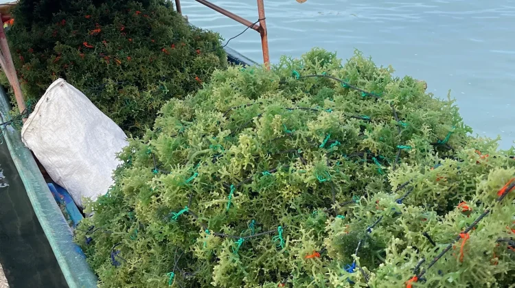 Rumput Laut: Superfood Alami dari Laut yang Kaya Manfaat