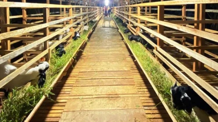 Pemerintah Desa Nibong Baroh Kembangkan Ternak Kambing
