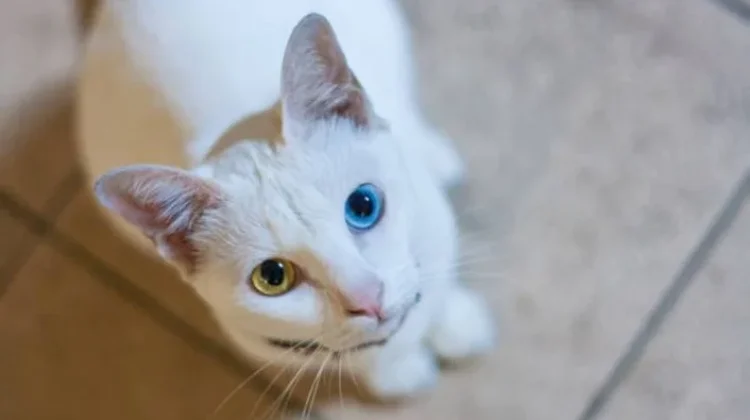 November 2025, Thailand Tetapkan 5 Ras Kucing Sebagai Hewan Peliharaan Nasional