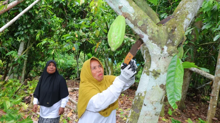 Dukungan PHE NSO, Nurhasanah dan Sabariah Keluarga yang Kini Berdaya di Ekonomi