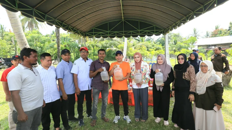 Wali KotaLhokseumawe  Salurkan Benur Udang untuk Pemulihan Tambak