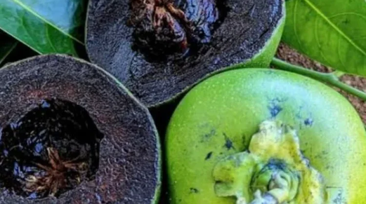 Mengenal Buah Puding Cokelat : Black Sapote