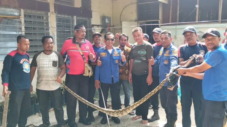 Ular Piton Masuk Kandang Ayam di Perumahan Arun
