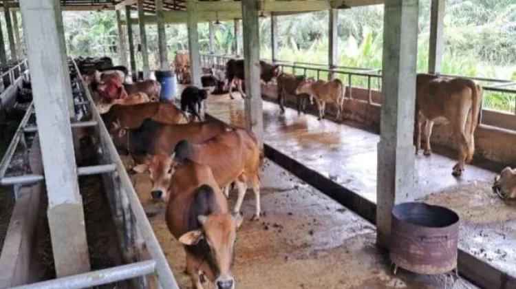 Menjelang Idul Adha 1447 H, Berikut Tips Panduan Aman Berkurban bagi Masyarakat