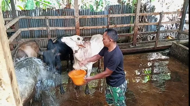 Adi Farm Jadi Andalan Warga Penuhi Kebutuhan Kurban