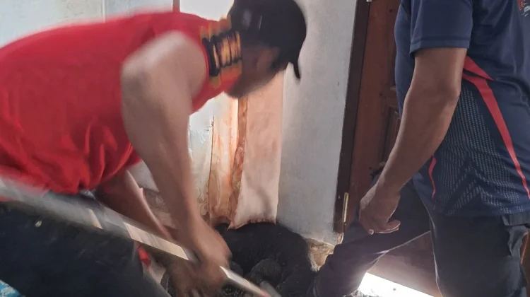 Damkar Lhokseumawe Evakuasi Biawak Masuk Rumah Warga Uteunkot