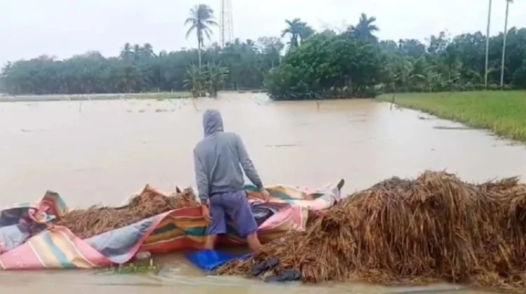 Pemerintah Aceh Kejar Rehabilitasi dan Rekonstruksi Lahan Sawah Pascabencana