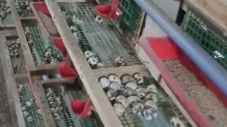 Telur Puyuh: Si Kecil Bergizi Tinggi yang Menjadi Rahasia Kesehatan Tubuh