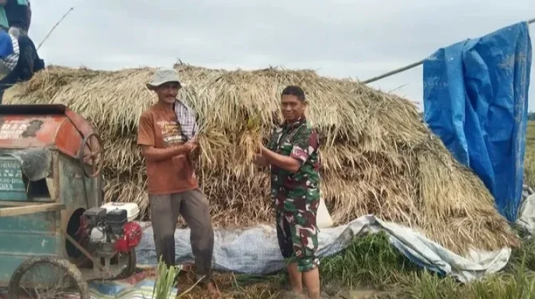 Babinsa Koramil Simpang Keuramat Bantu Petani Angkut Hasil Panen