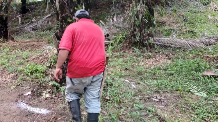 Petani Sawit di Batu Anam Lakukan Pemupukan Berkala untuk Tingkatkan Hasil Panen