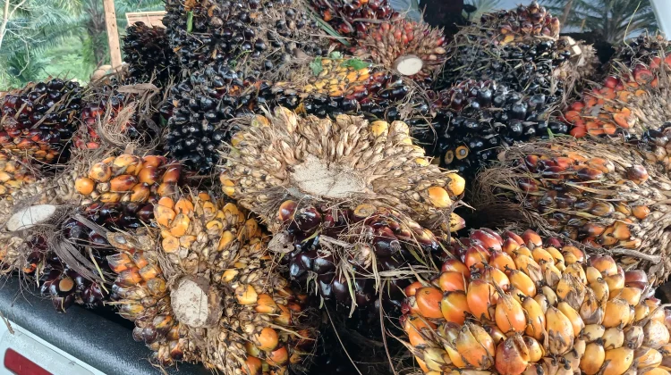 Harga TBS Kelapa Sawit di Aceh Utara Diharapkan Stabil Rp3.000 per Kilogram