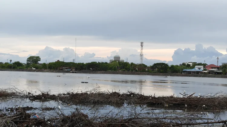 Upaya Bangau Putih Bertahan Hidup di Alam Bebas
