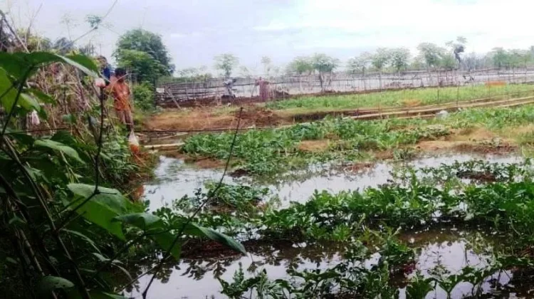 Pasang Purnama Rusak Belasan Hektar Tanaman dan Rendamkan Pemukiman