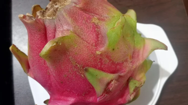 Buah Naga Makin Diminati Masyarakat: Kaya Nutrisi dan Cocok di Iklim Tropis