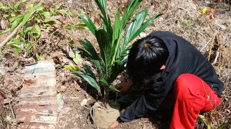 Warga Manfaatkan Lahan Kosong untuk Tanam Kelapa Sawit