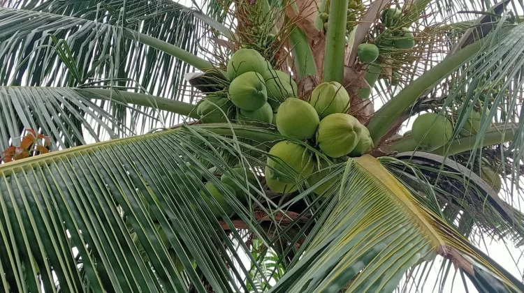 Minum Air Kelapa Muda Memiliki Segudang Manfaat untuk Kesehatan Tubuh