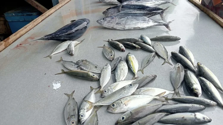 Harga Ikan di Lhokseumawe Melonjak Drastis, Nelayan Terdampak Cuaca Buruk