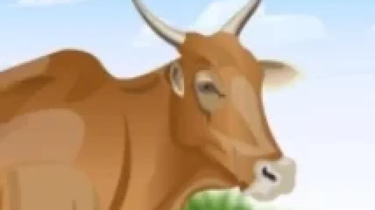 Inilah 5 Tips Cara Memilih Hewan Kurban yang Baik