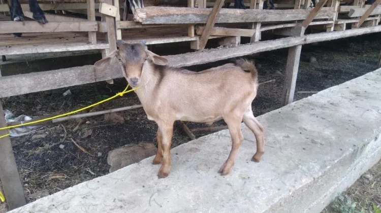 Warga Lhokseumawe Diimbau Jeli Pilih Hewan Qurban dan Pastikan Ber-SKKH