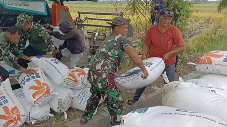 Babinsa Turun Langsung ke Sawah Bantu Petani Angkut Hasil Panen