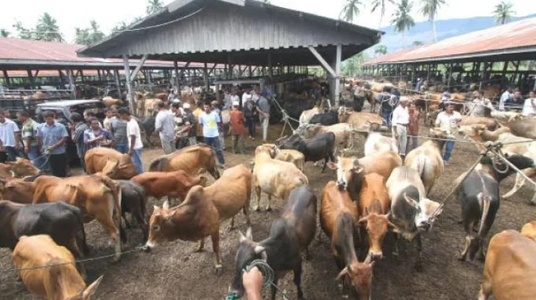 Idul Adha Makin Dekat, Anak Muda Mulai Berburu Makna di Balik Ibadah Kurban