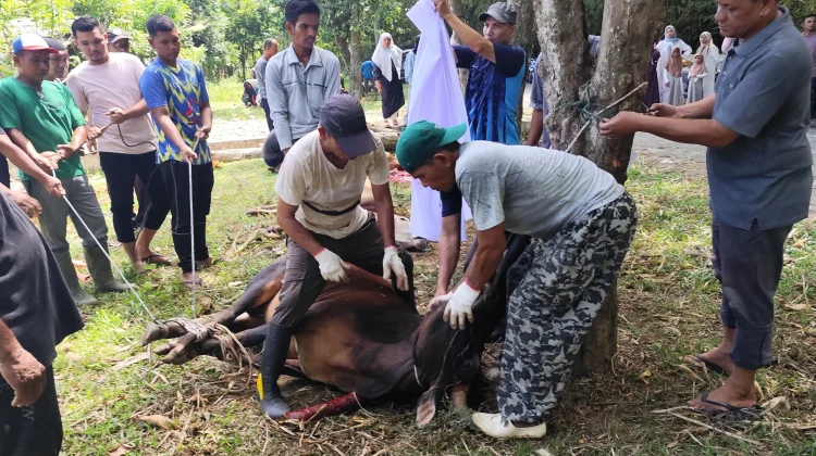 Gampong Dayah Baro Pidie Sembelih 8 Sapi dan 10 Kambing di Idul Adha 1447 H