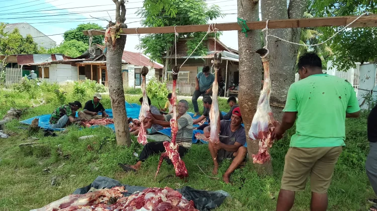 Tumpok Teungoh Sembelih 48 Ekor Lembu dan 57 Kambing Qurban