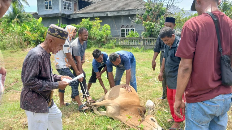 Desa Meubasah Blang Kandang Sembelih 8 Ekor Sapi Qurban