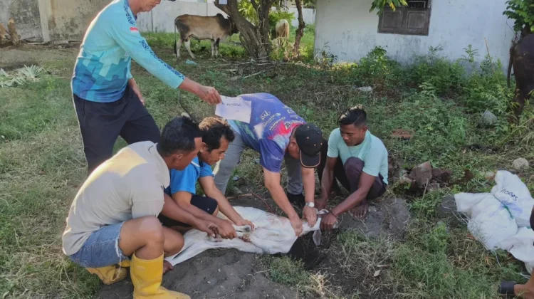 Semangat Berkurban di Hagu Selatan, Warga Sembelih 18 Ekor Lembu dan 15 Ekor Kambing